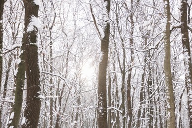 Photo of Trees covered with snow in winter park