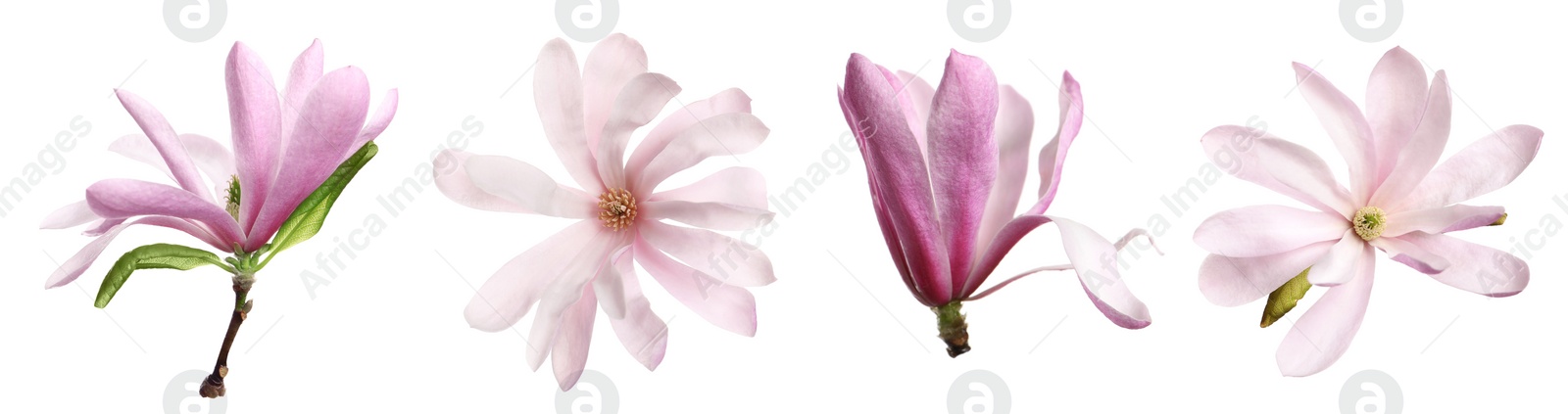 Image of Set with beautiful magnolia flowers on white background. Banner design