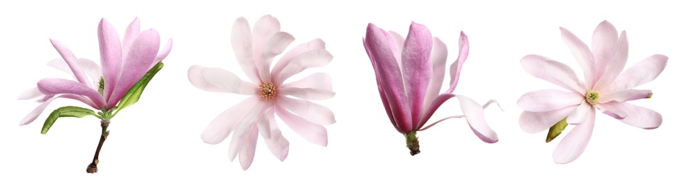 Image of Set with beautiful magnolia flowers on white background. Banner design