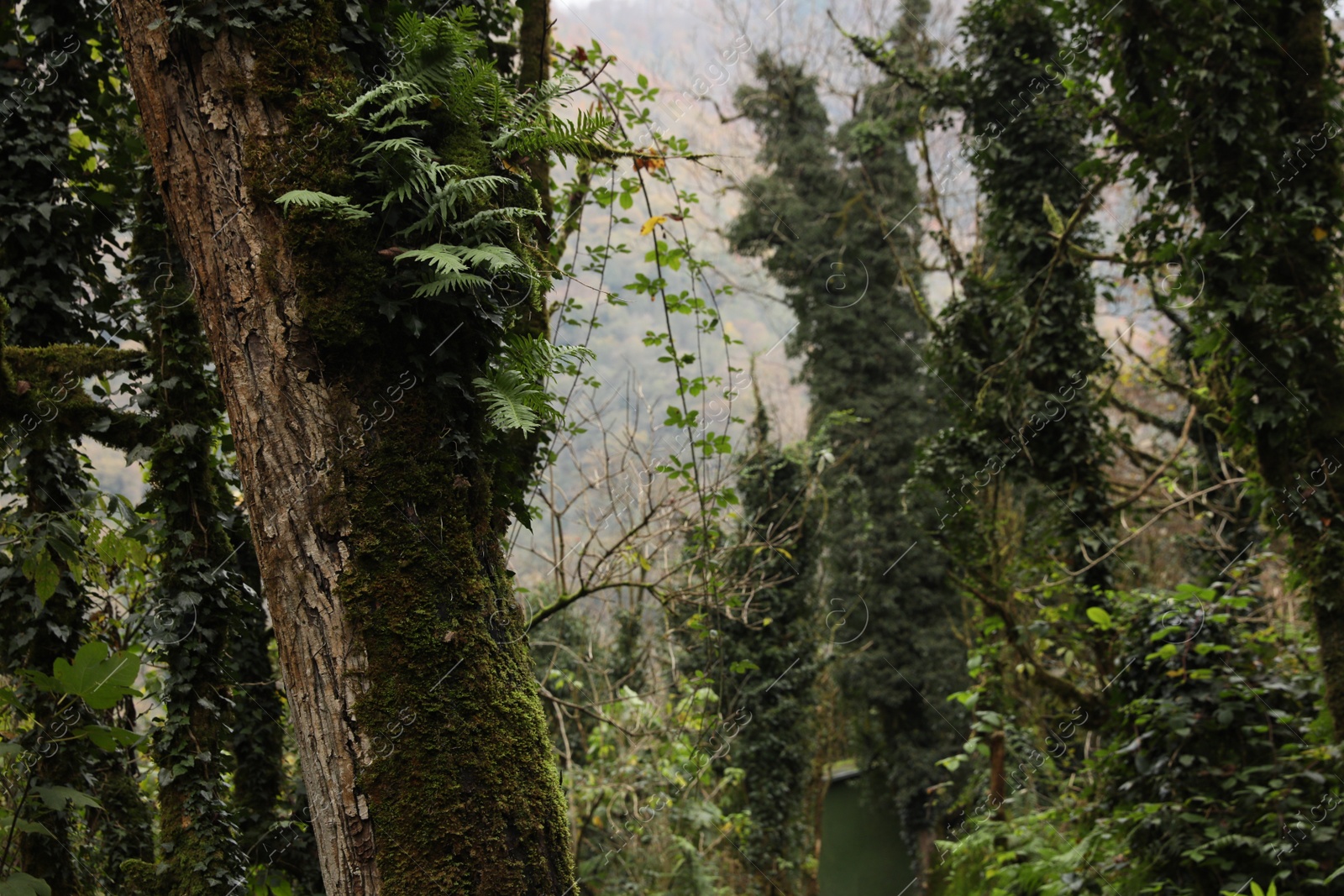 Photo of Beautiful trees and green plants in forest