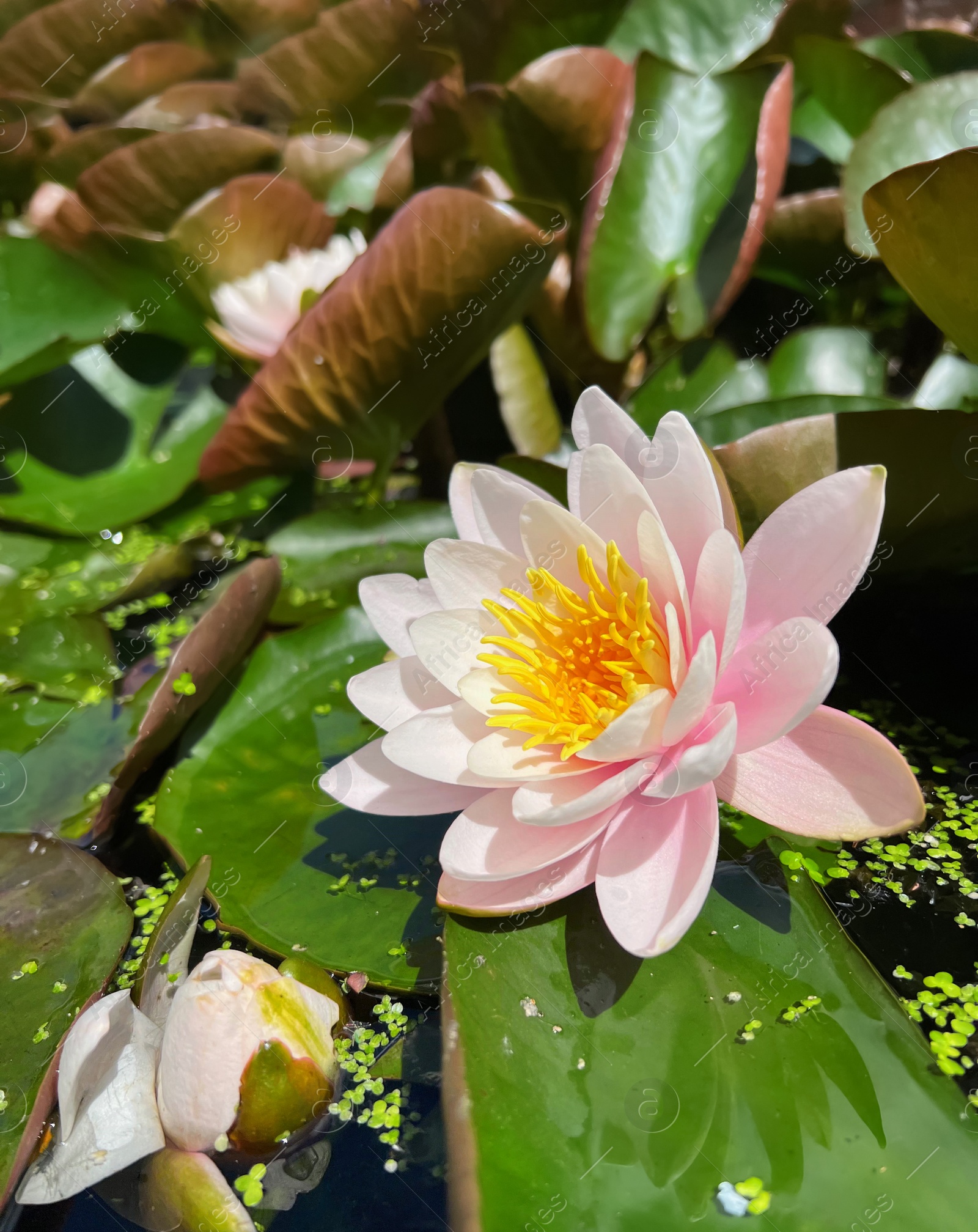 Photo of Gorgeous blooming water lily in pond on sunny day