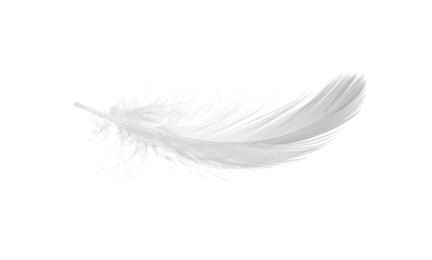 Photo of Beautiful fluffy bird feather isolated on white