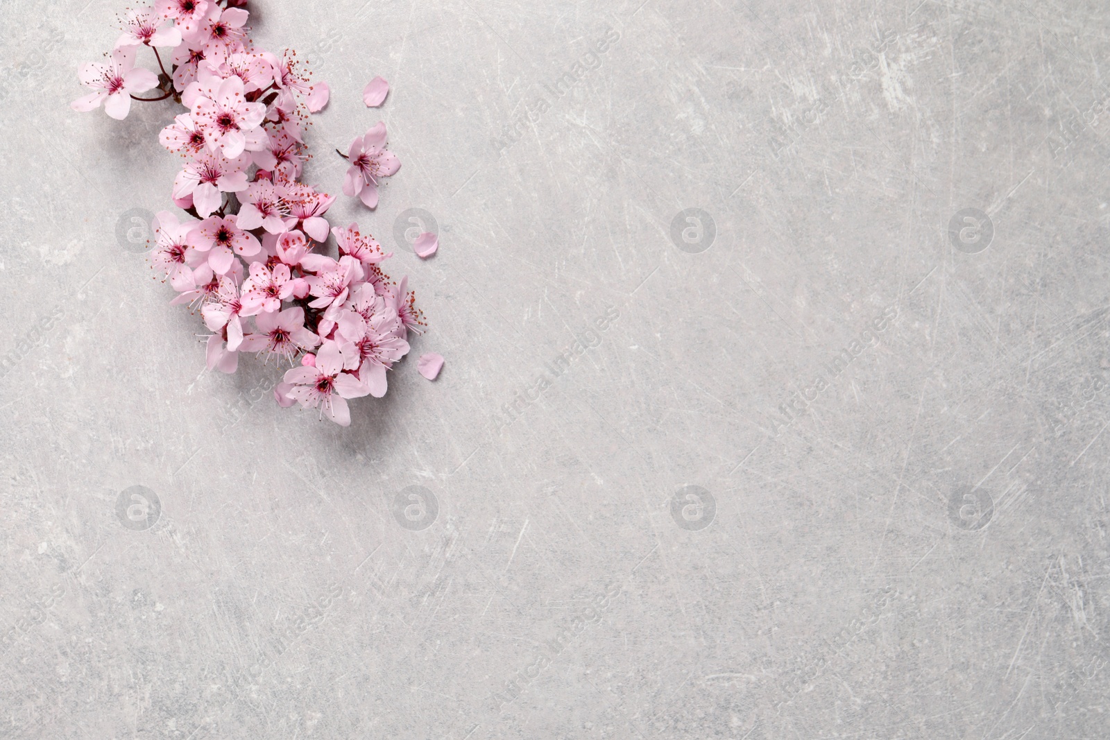 Photo of Sakura tree branch with beautiful pink blossoms on light stone table, flat lay. Space for text