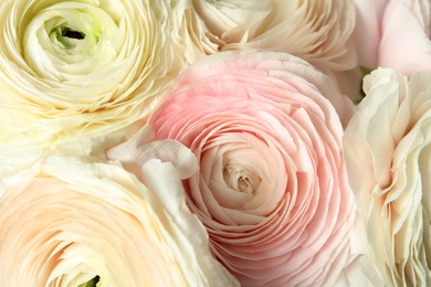 Photo of Beautiful delicate spring ranunculus flowers as background