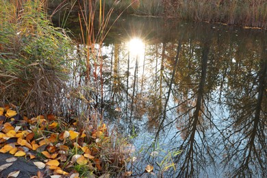 Photo of Beautiful lake and many fallen leaves on autumn day