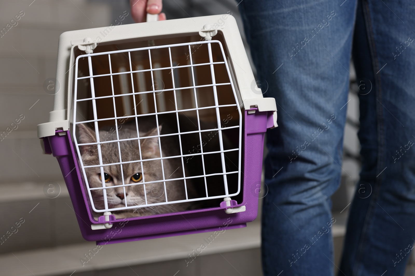 Photo of Travel with pet. Man holding carrier with cute cat and bag indoors, closeup