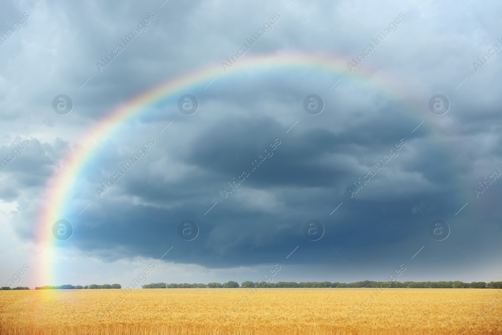 Image of Amazing rainbow over wheat field under stormy sky