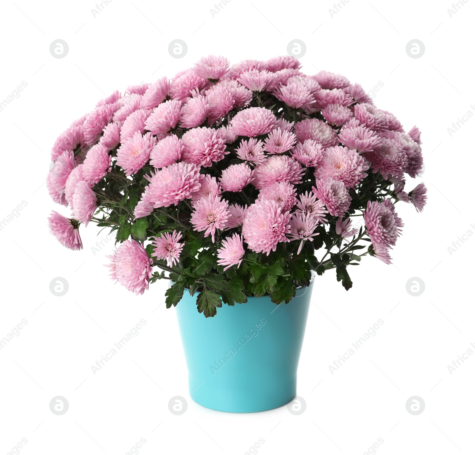 Photo of Beautiful pink chrysanthemum flowers in pot on white background