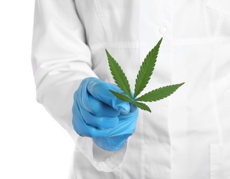 Photo of Doctor holding fresh hemp leaf on white background, closeup. Medical cannabis