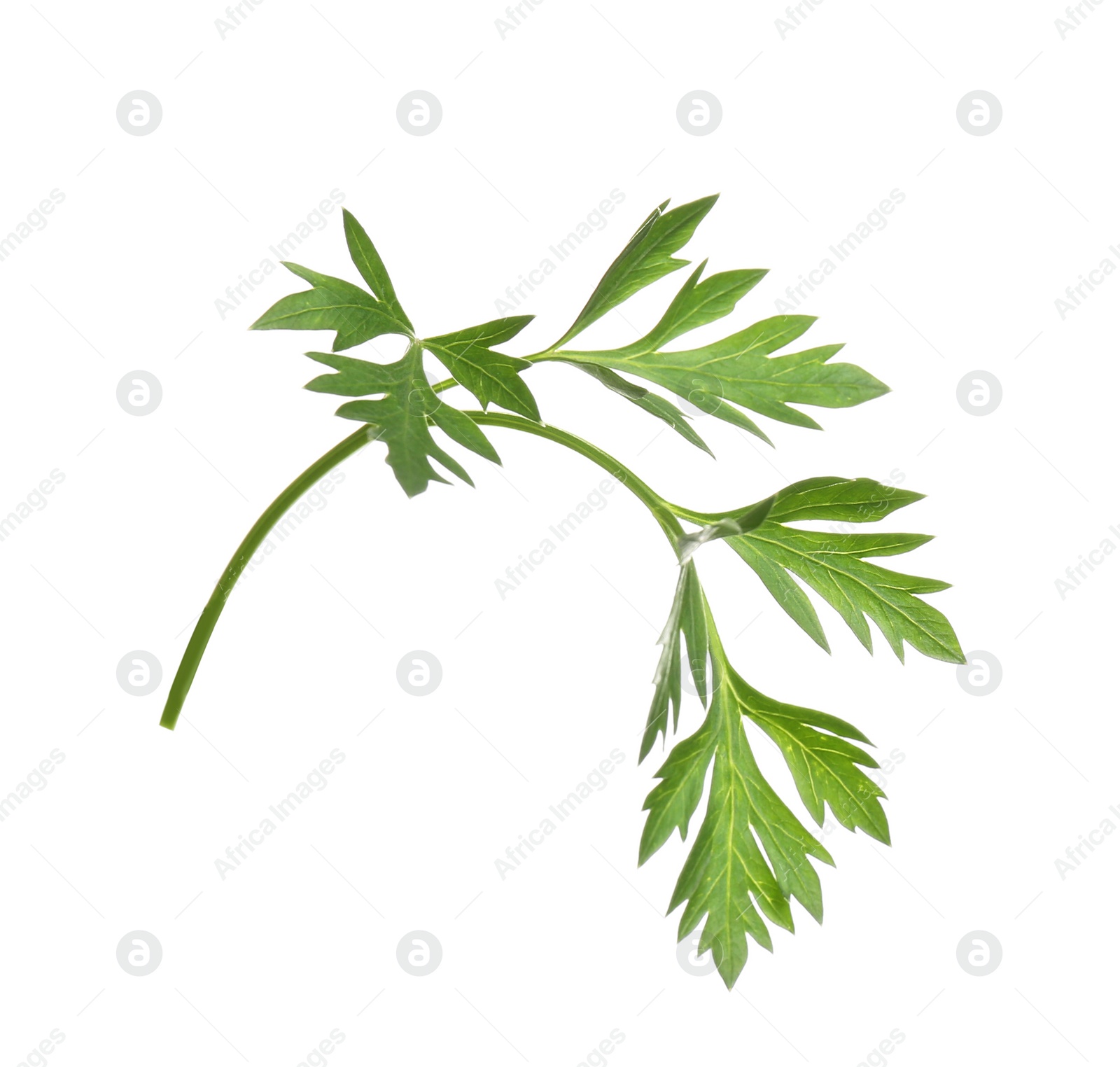 Photo of Fresh green organic parsley on white background