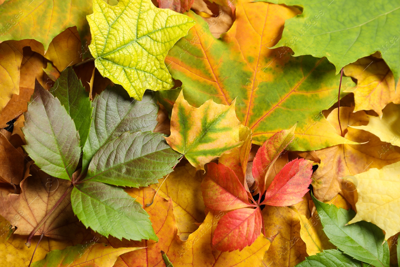 Photo of Many autumn leaves as background, top view