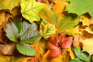 Many autumn leaves as background, top view