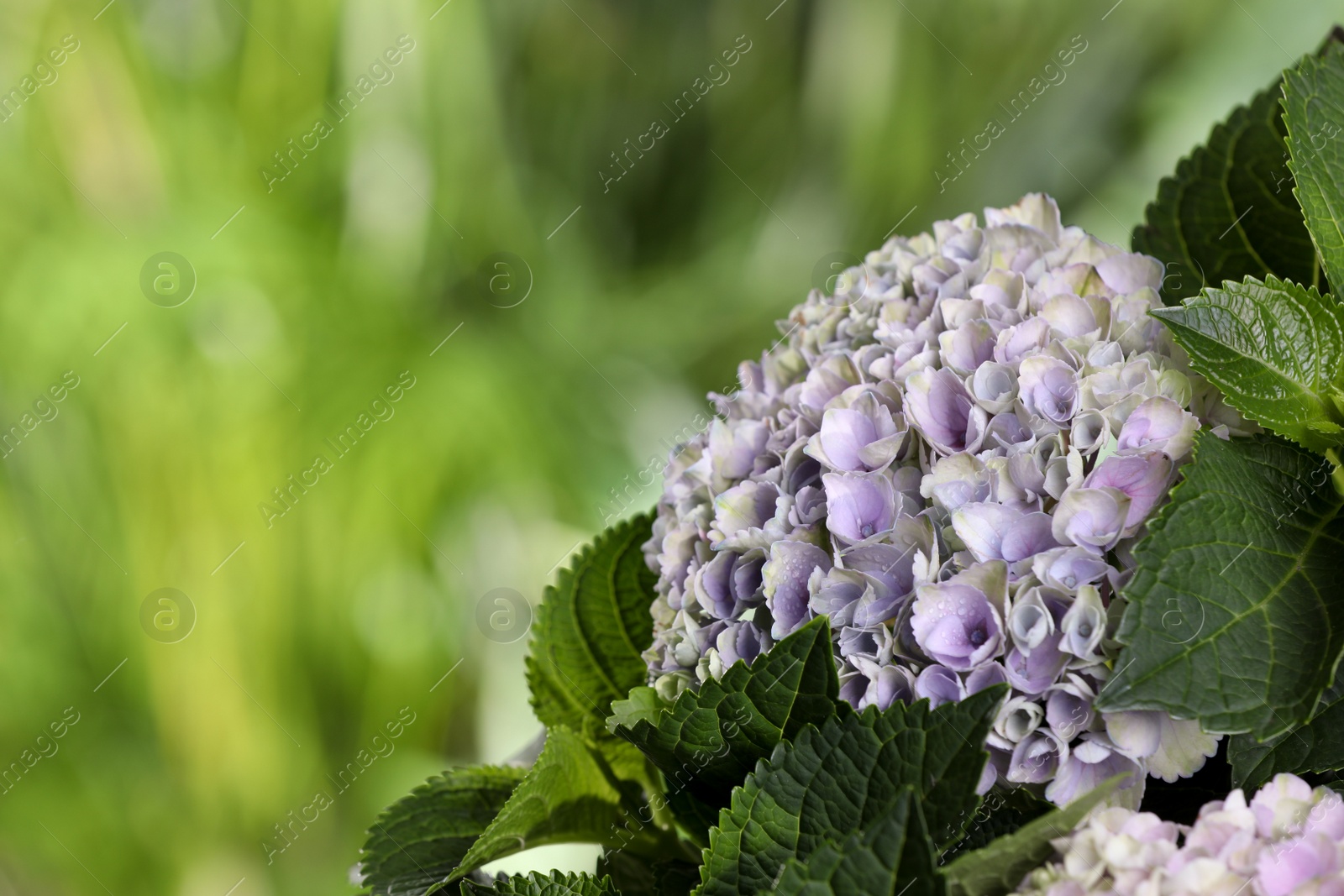 Photo of Beautiful hortensia plant with light flowers outdoors, closeup