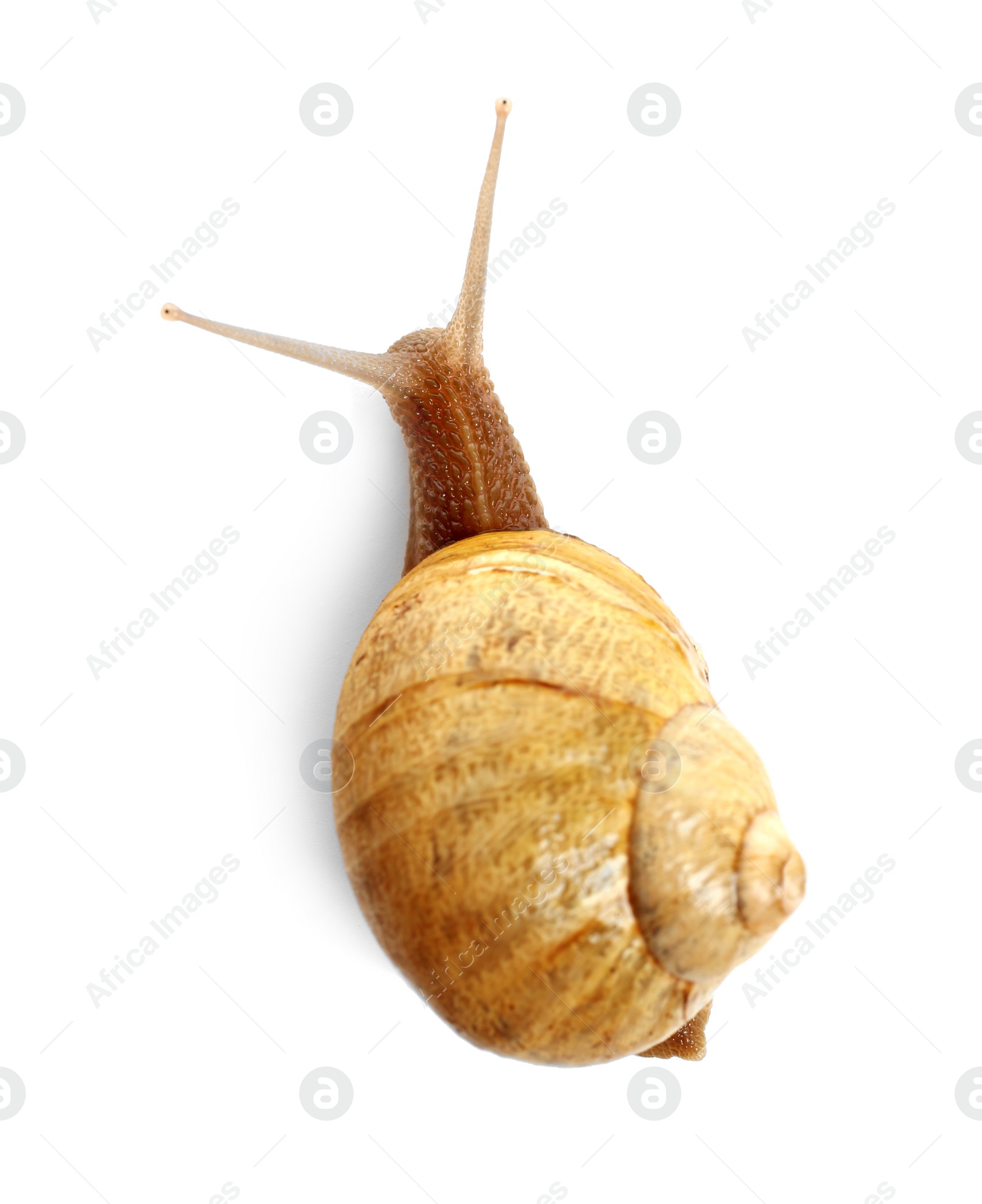 Photo of Common garden snail crawling on white background, top view