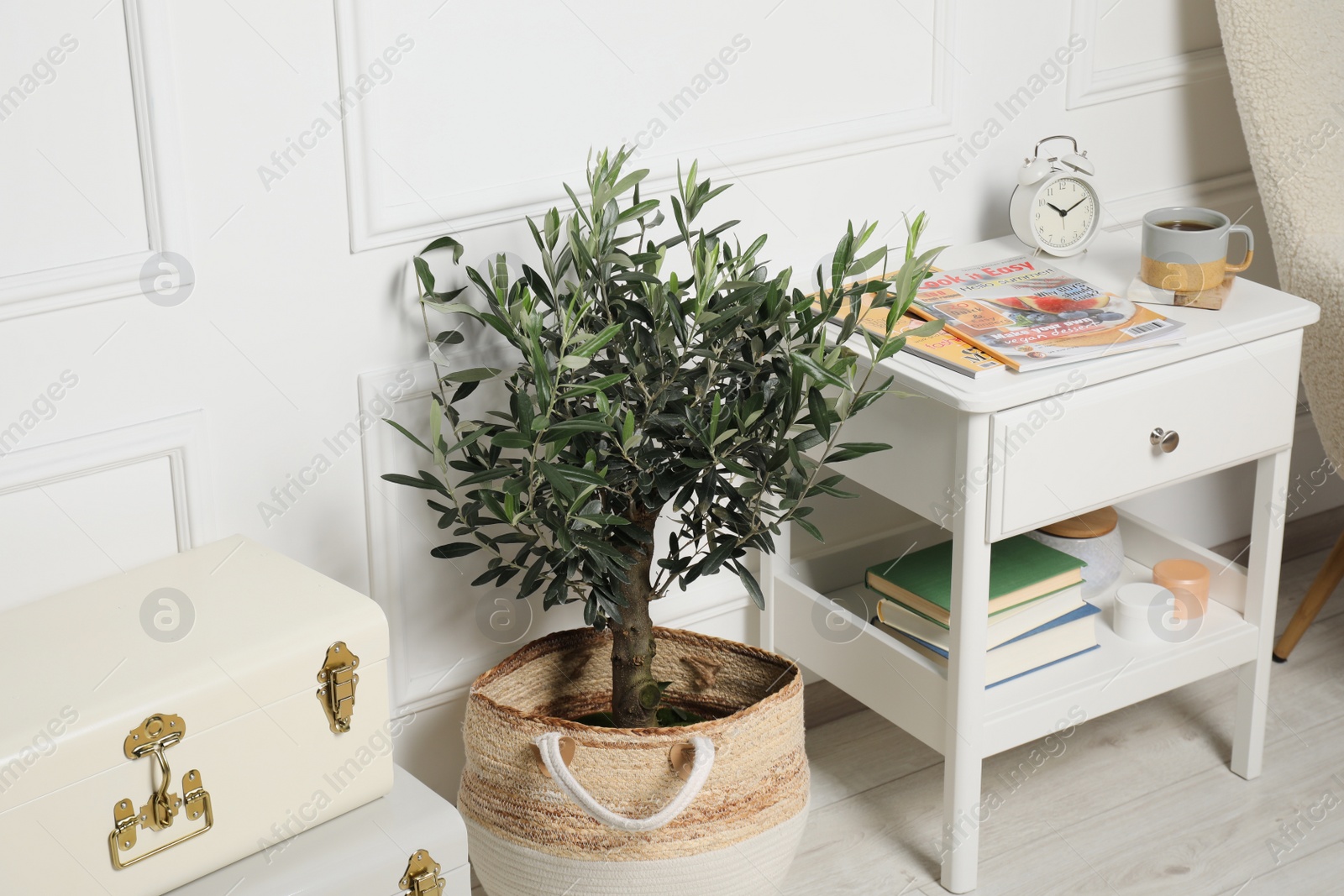 Photo of Beautiful young potted olive tree in living room. Interior element