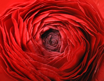 Photo of Beautiful ranunculus flower as background, macro view