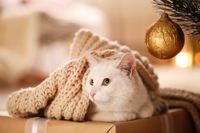 Photo of Cute white cat with scarf in room decorated for Christmas. Adorable pet