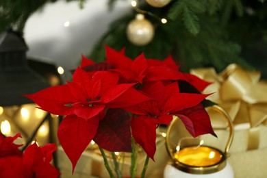 Photo of Potted poinsettias, burning candle and festive decor near tree on floor in room, closeup. Christmas traditional flower