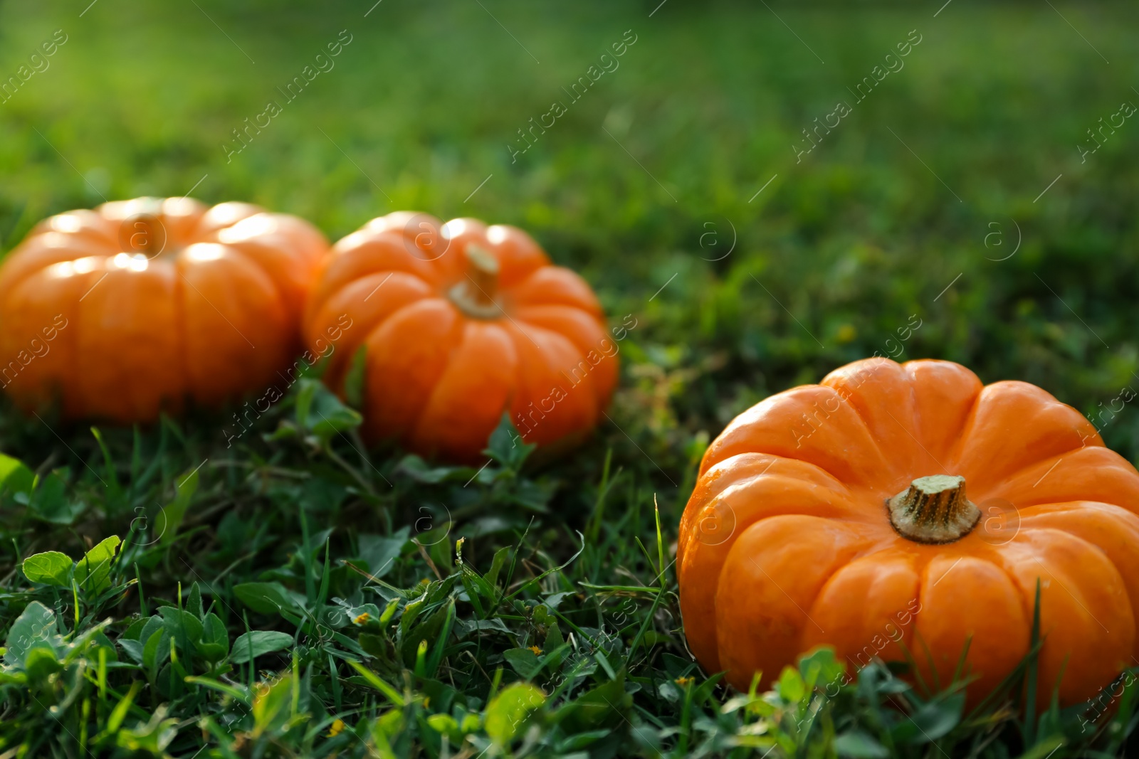 Photo of Fresh ripe orange pumpkins on green grass, space copy text