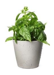 Photo of Lush green basil in pot isolated on white