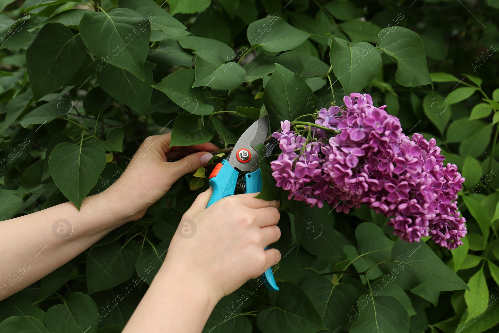 Photo of Gardener pruning lilac branch with secateurs outdoors, closeup