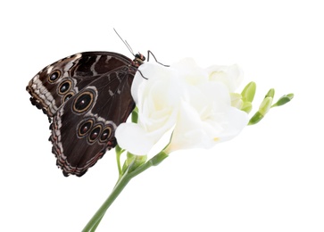 Photo of Beautiful common morpho butterfly sitting on freesia flower against white background