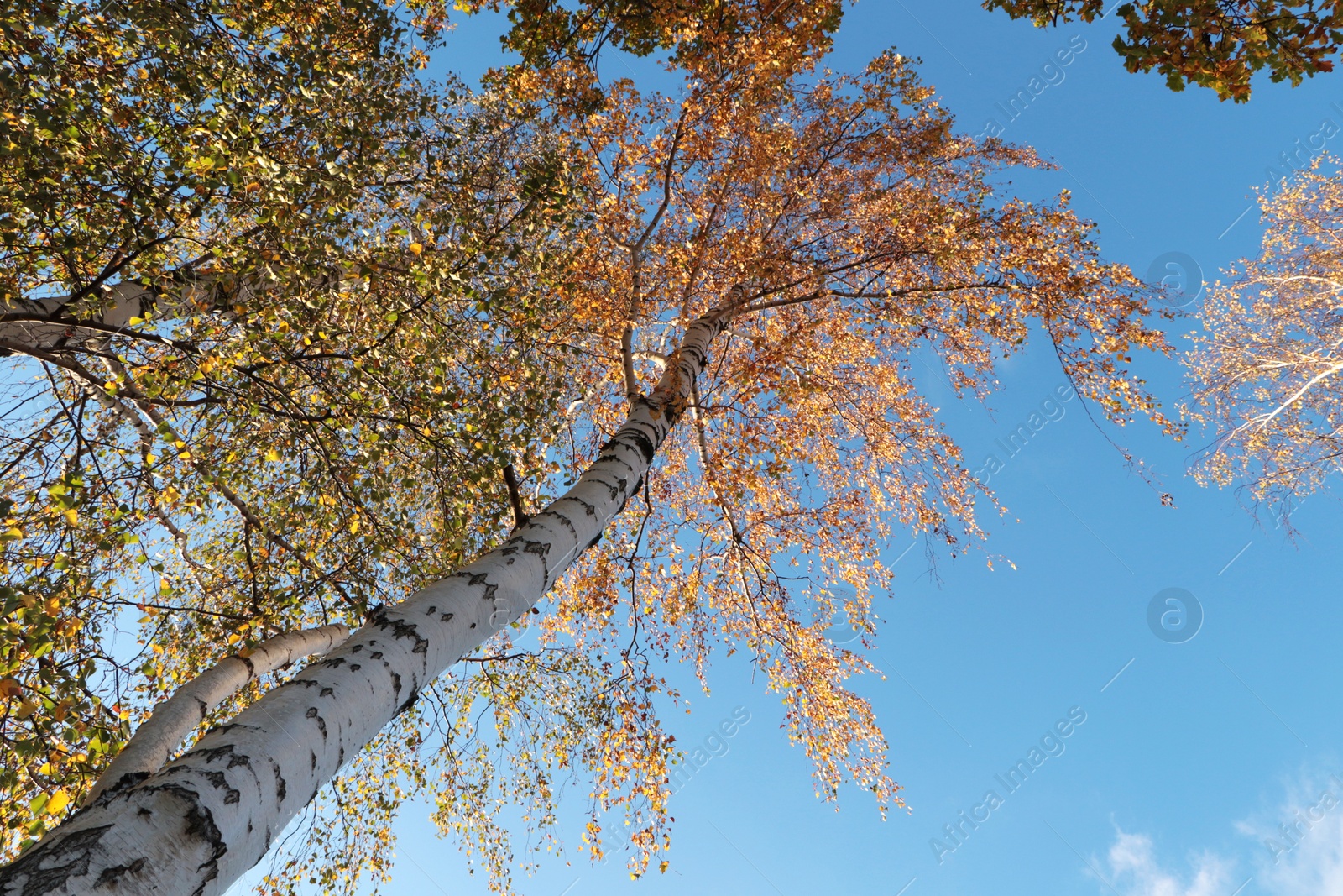 Photo of Beautiful trees with bright leaves against sky on autumn day, bottom view