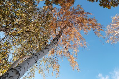 Beautiful trees with bright leaves against sky on autumn day, bottom view