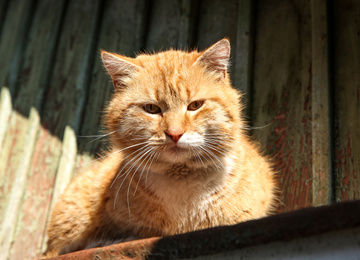 Photo of Beautiful ginger stray cat outdoors on sunny day