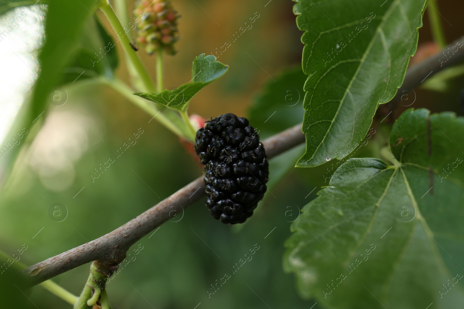 Photo of Branch with ripe and unripe mulberries in garden, closeup