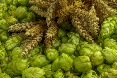 Photo of Spikes on fresh green hops, closeup view