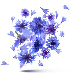 Bright blue cornflowers in air on white background