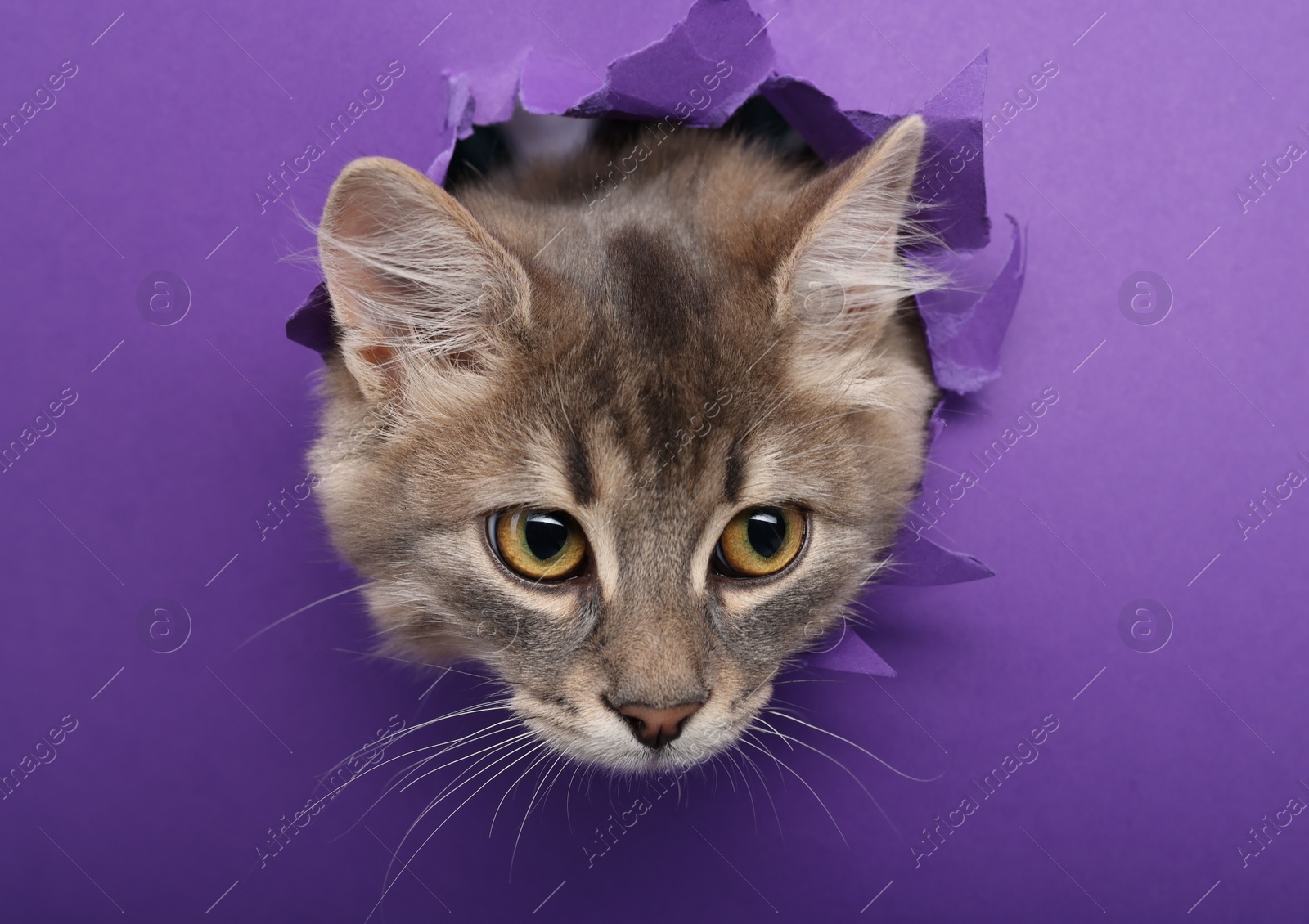 Photo of Cute cat looking through hole in purple paper