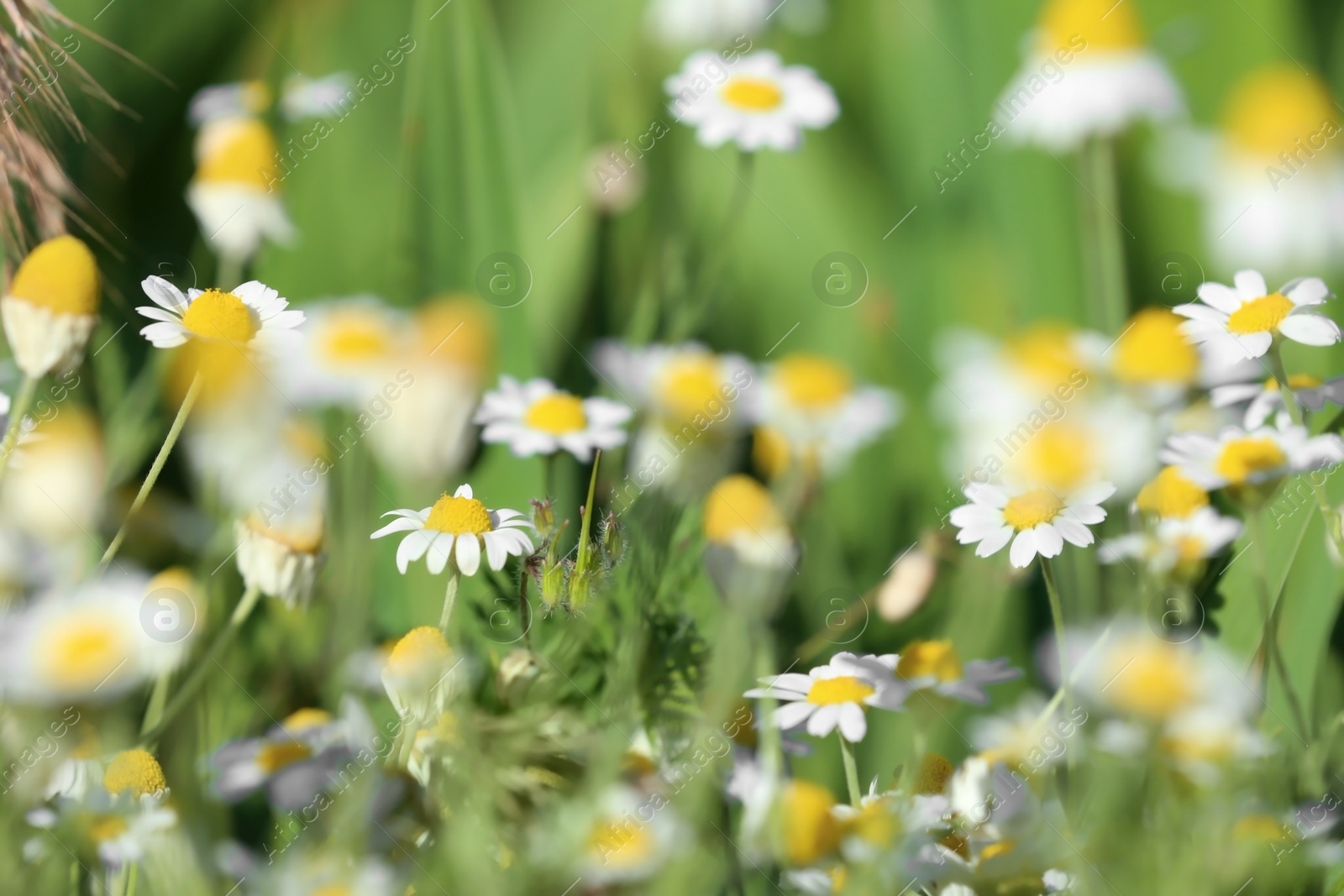 Photo of Beautiful wild flowers outdoors on sunny day. Amazing nature in summer