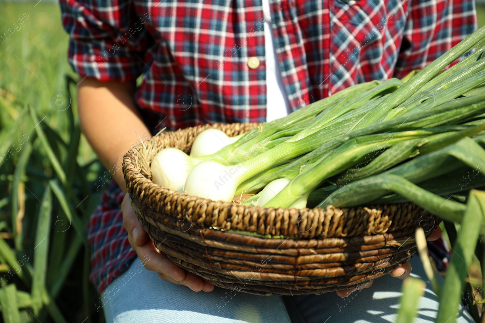 Photo of Woman holding wicker bowl with fresh green onions in field, closeup