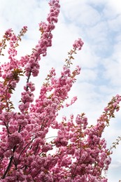 Photo of Sakura tree with beautiful pink flowers against blue sky. Amazing spring blossom