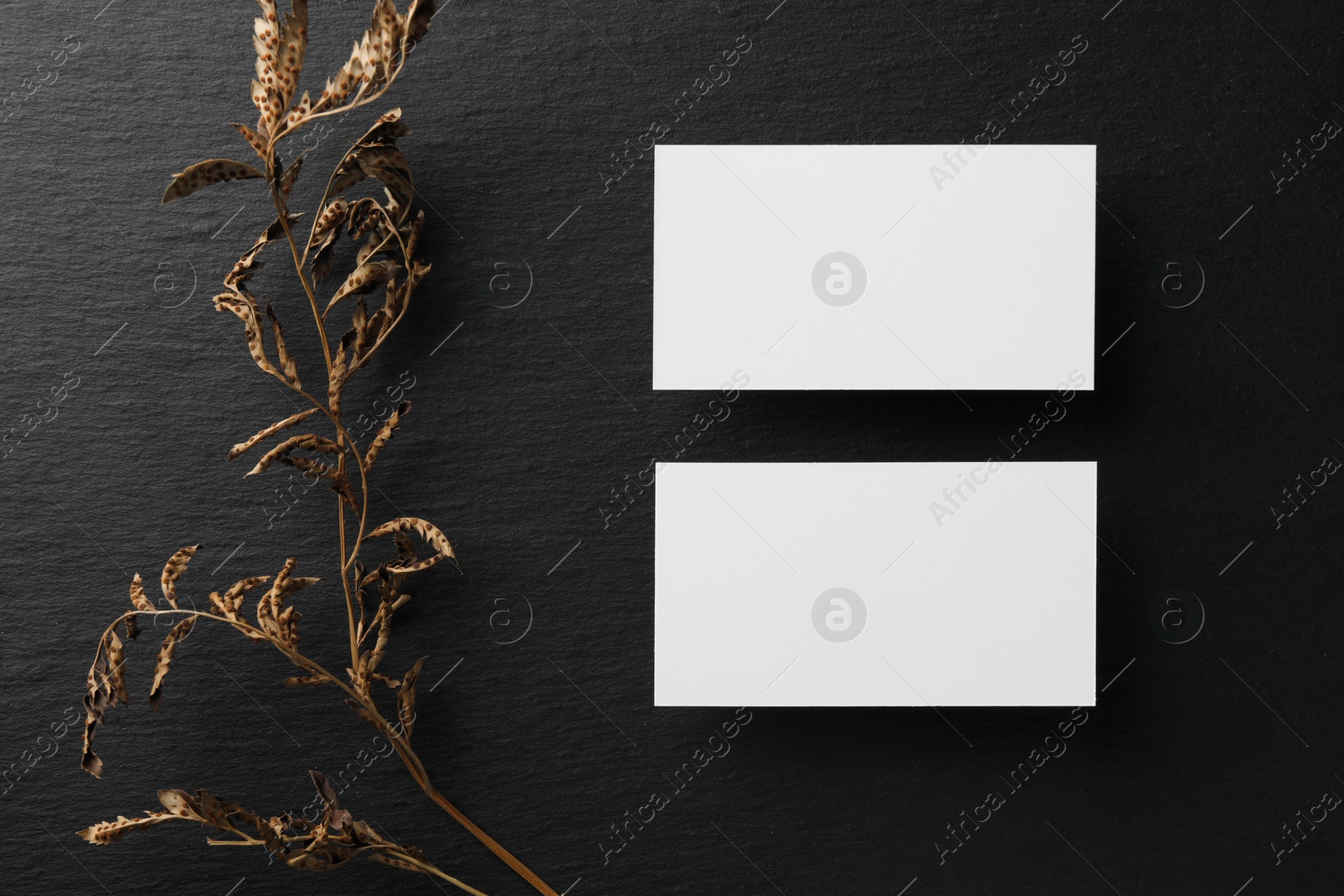 Photo of Empty business cards and dried plant on black background, flat lay. Mockup for design