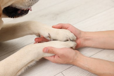 Photo of Dog giving paws to man at home, closeup