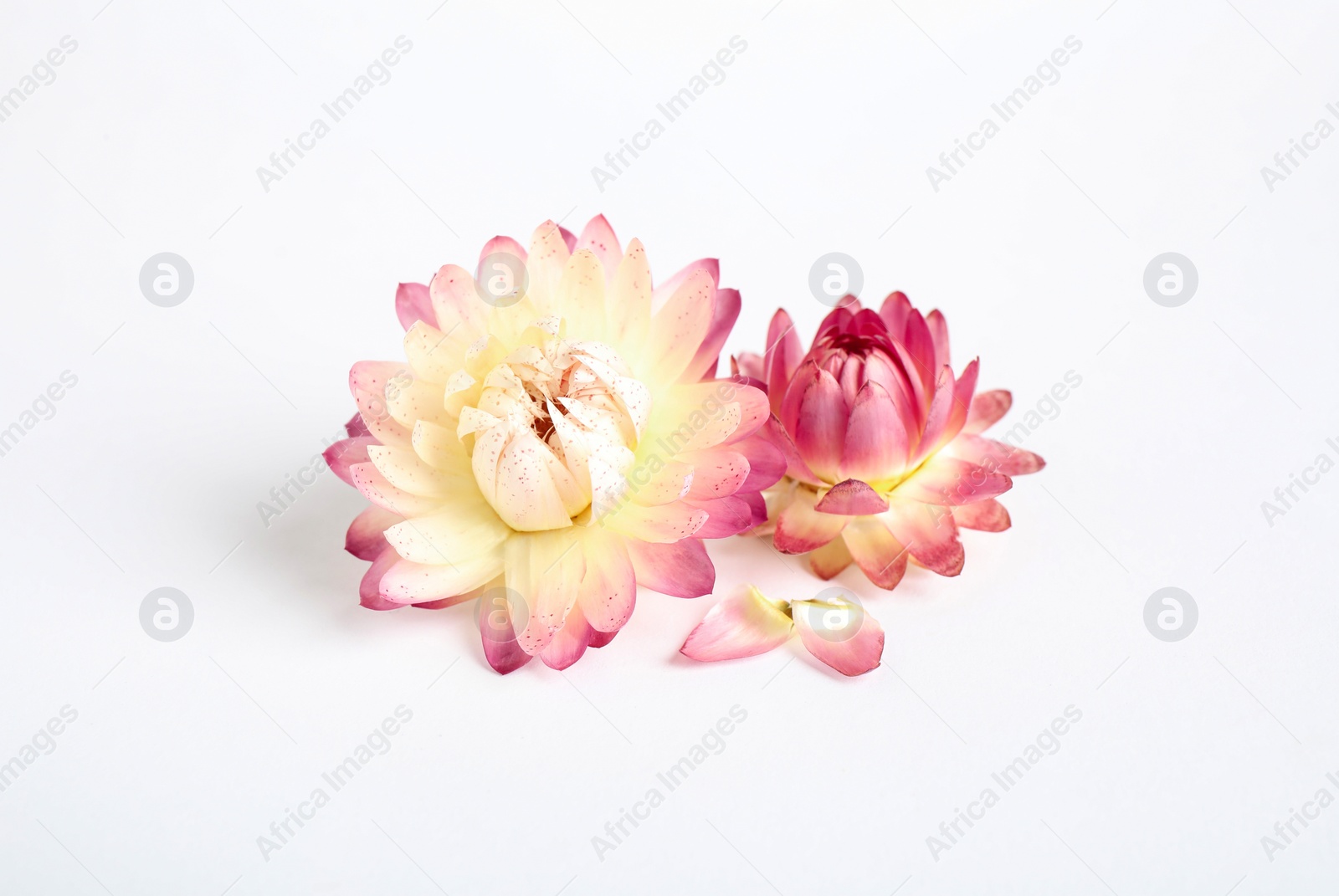 Photo of Beautiful blooming helichrysum flowers on white background