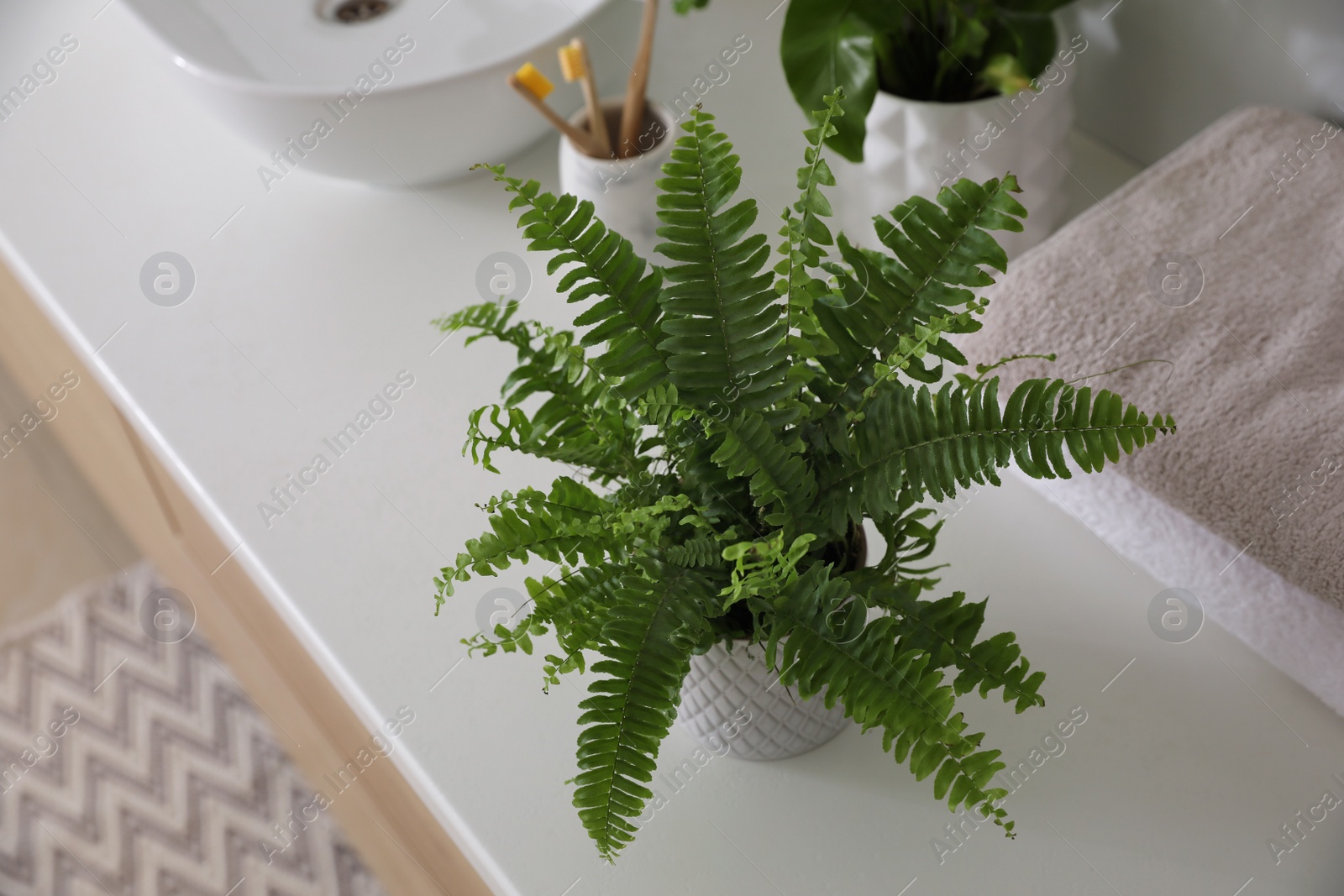 Photo of Beautiful green ferns, towels and toothbrushes on countertop in bathroom