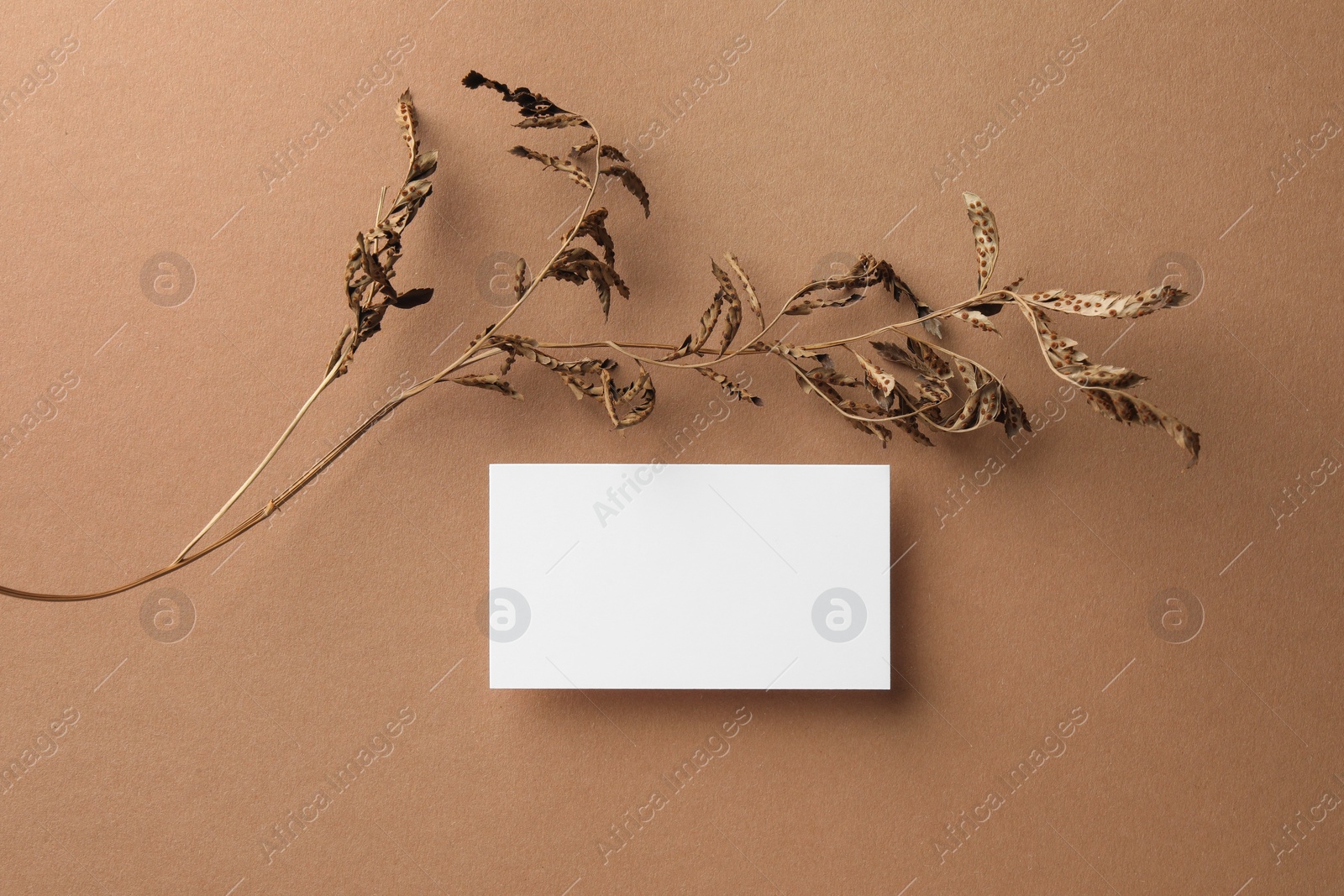 Photo of Empty business card and dried plant on dark beige background, top view. Mockup for design