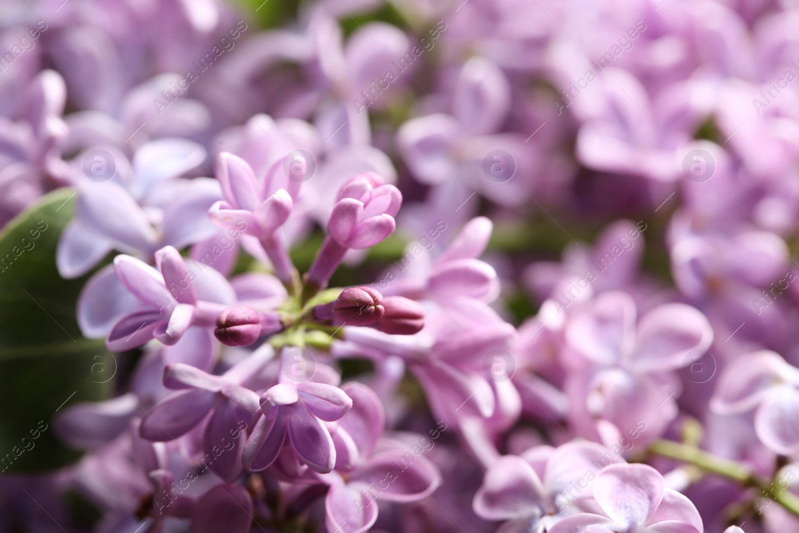 Photo of Beautiful blossoming lilac as background, closeup. Spring flowers