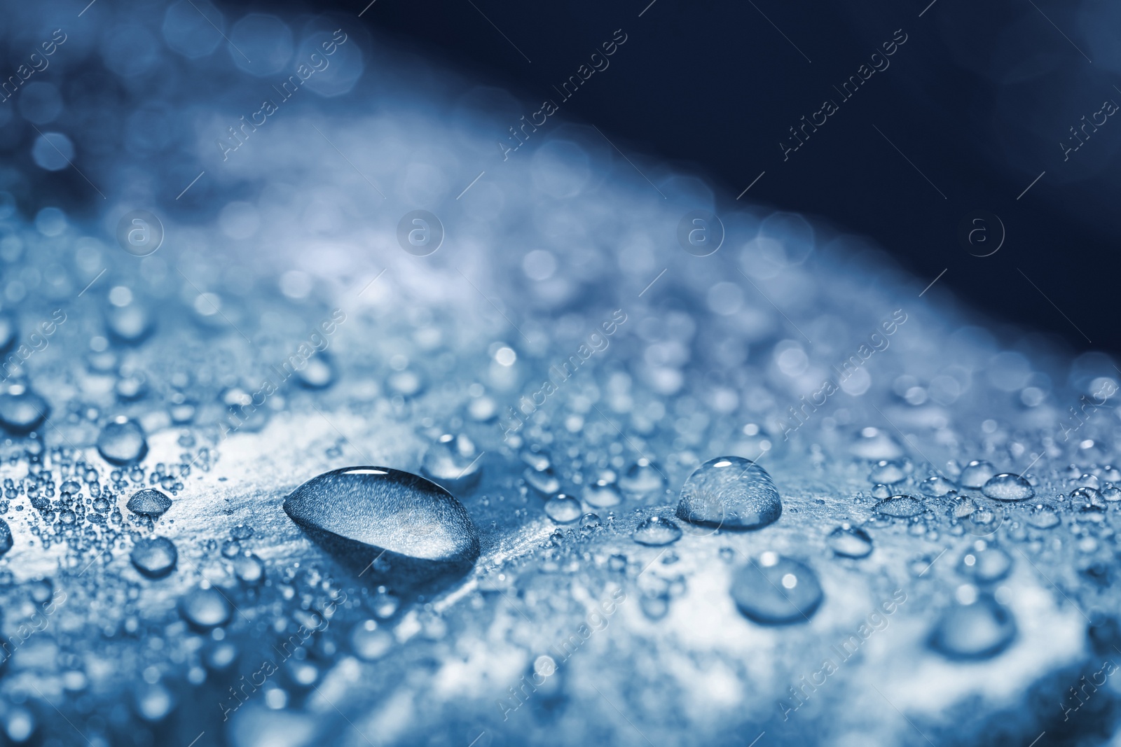 Image of Closeup view of beautiful leaf with dew drops. Blue tone