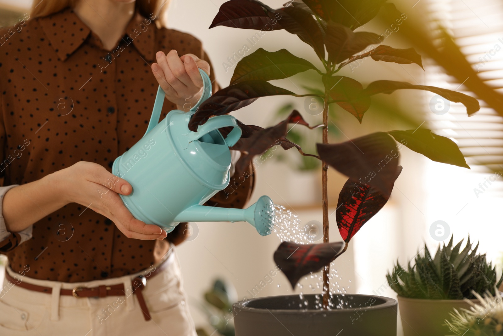 Photo of Young woman watering Croton plant at home, closeup. Engaging hobby