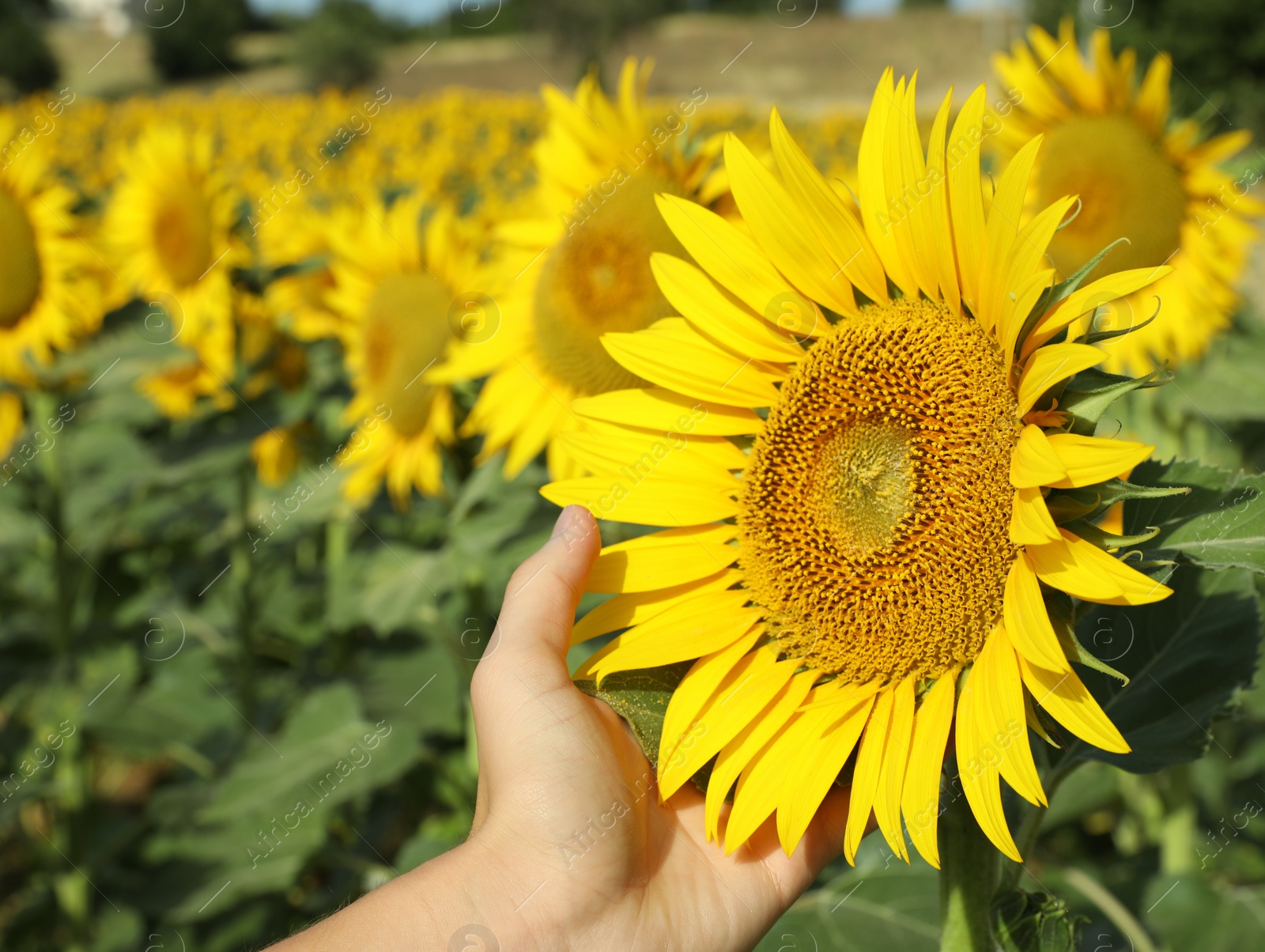 Photo of Woman touching sunflower in field on sunny day, closeup