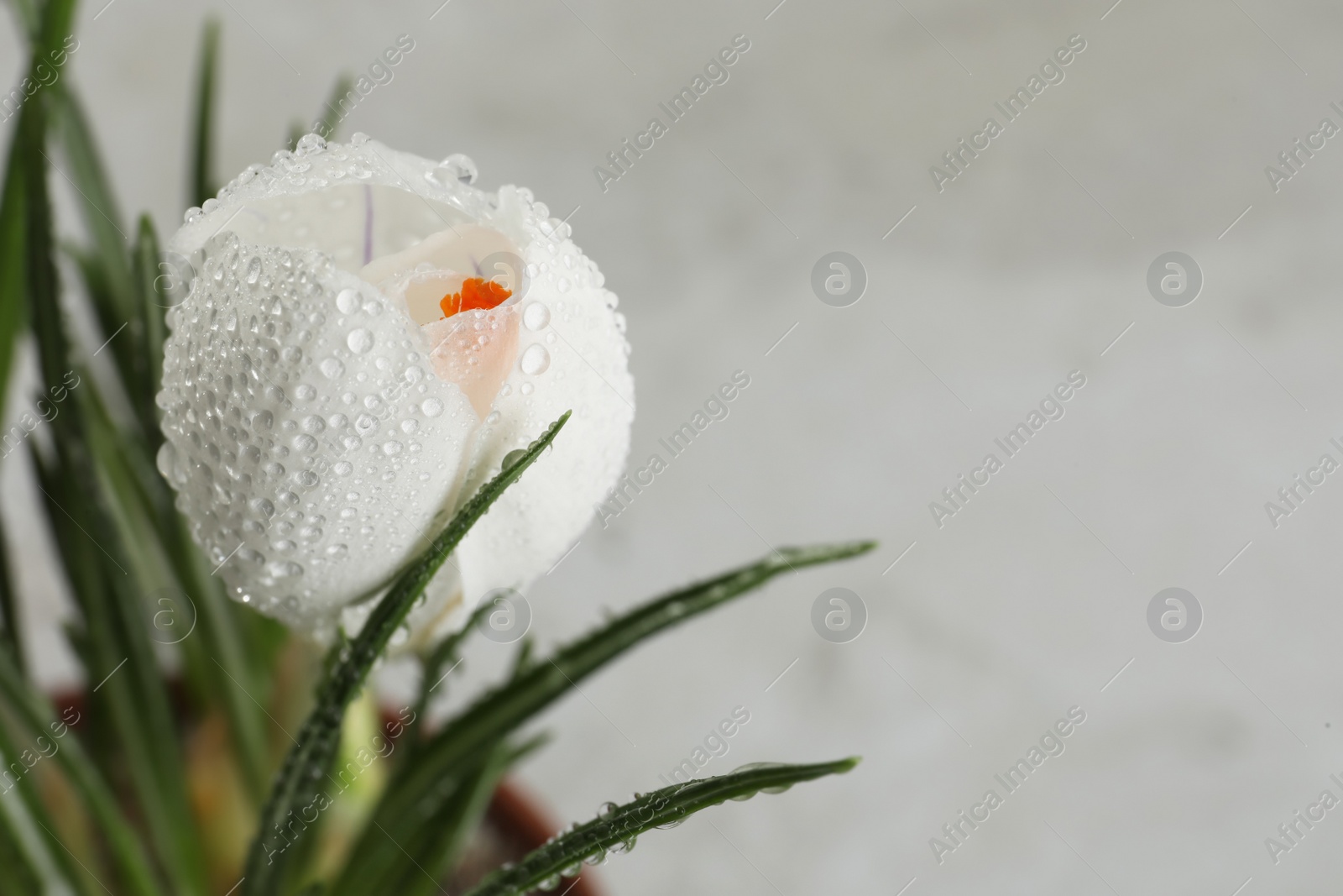 Photo of Beautiful crocus with dew drops on white background, closeup. Space for text