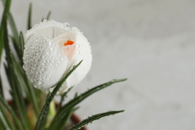 Beautiful crocus with dew drops on white background, closeup. Space for text