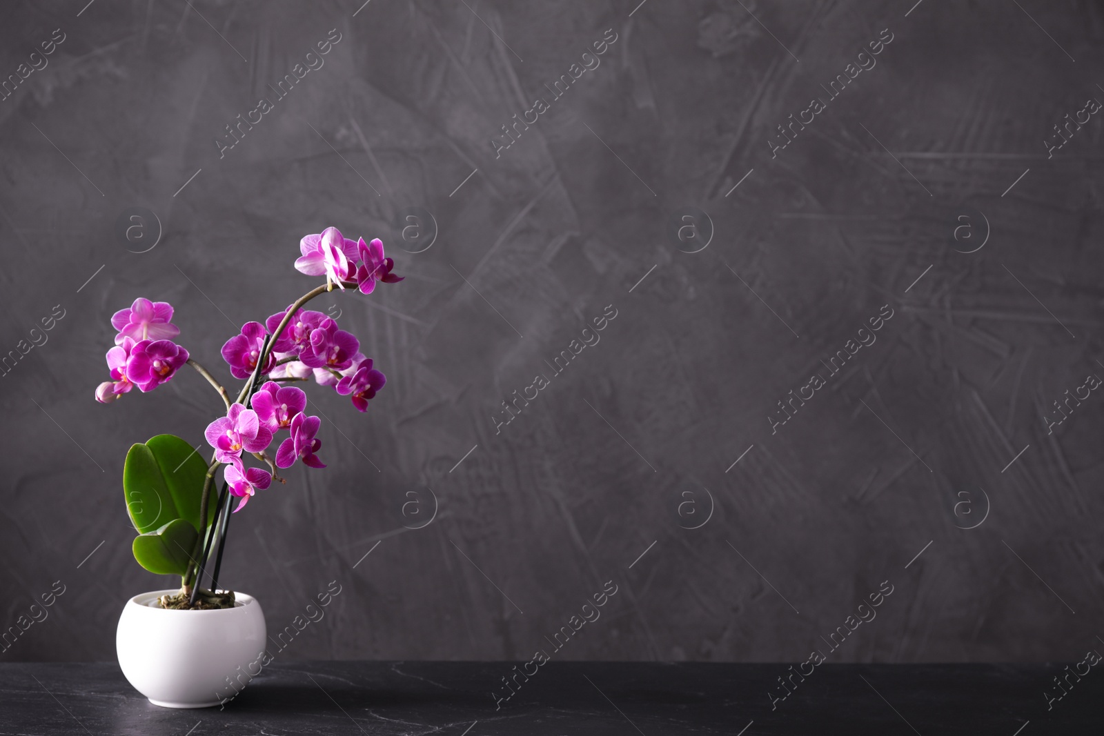 Photo of Flowerpot with blooming orchid on black stone table against dark background, space for text