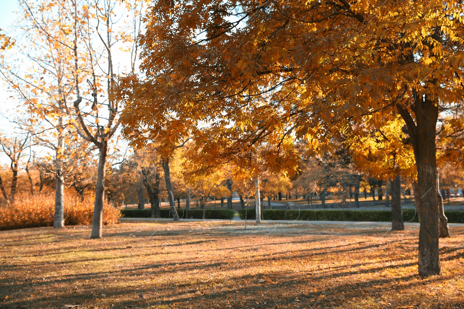 Photo of Beautiful autumn city park with fallen leaves on ground