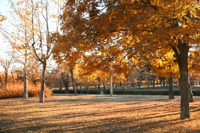 Photo of Beautiful autumn city park with fallen leaves on ground